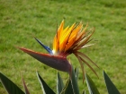 Hawaii's famous Bird of Paradise flower.