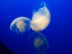 Jellyfish are my favorite - they fascinate me.
