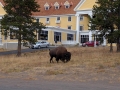 Another friend just crossing the parking lot in front of one of the lodges.