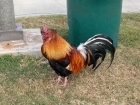 There were wild roosters everywhere! They would be kinda cool if three of them didn't wake me up every morning at 4:30!