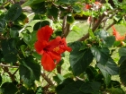 Beautiful red hibiscus