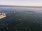 Behind the aquarium there were lots of sardines swimming in the bay. Hence, lots of birds.