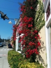 I love the beautiful pink fuchsias that grow everywhere.