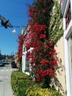 I love the beautiful pink fuchsias that grow everywhere.