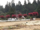 I don't know what these trees are, except totally cool. Seriously.