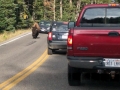 Our friend just strolling along down the highway in front of a bunch of cars.