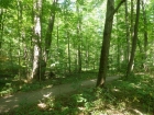 The Sacred Grove.