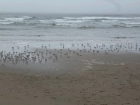 A flock of teeny tiny little birds. In all my trips to the Oregon Coast, I\'ve never seen any this small.