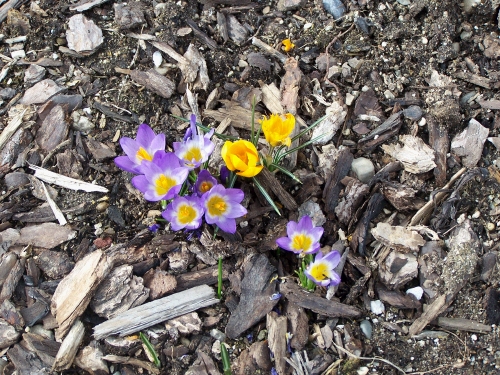 The first sign of spring in our yard.  Crocuses seem so fragile and yet are obviously hardy little things to be able to push up through all this snow that just barely finished melting the same day they bloomed for the first time.  I guess maybe we are all tougher than we look...