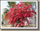 I made Alan pull over so I could take a picture of the Bougainvillea that we saw blooming everywhere.  It was so beautiful!