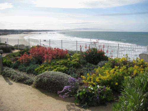 The landscaping around our cottage was beautiful.  I love seeing stuff in bloom in February.  If you look hard, you can see the pier down the beach.