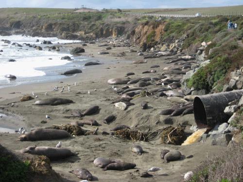 They look like rocks, but they are all elephant seals sunning and barking away on the beach.  