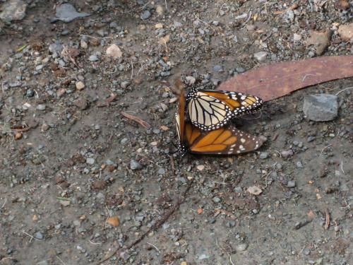 We were told by the ranger lady, that these two particular butterflies were mating.  She was there to keep anyone from interfering!