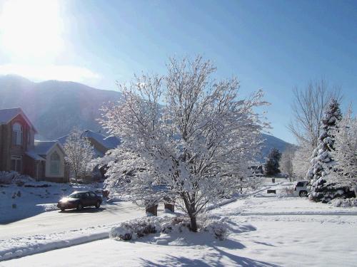 The snow covered every single branch and didn't melt all day!