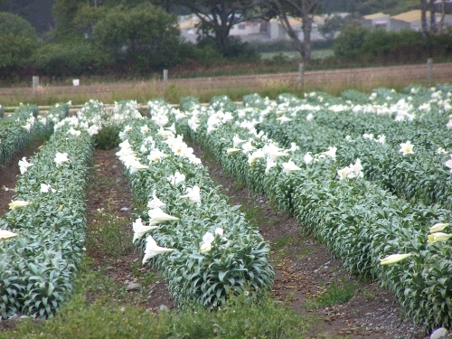 There are fields and fields of them.