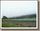 Because of the mild climate year around, Smith River, California is the Easter Lilly Capital of the world.  Brookings, Oregon (where we stayed) is just a few miles north of Smith River and has plenty of lilies itself.