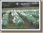 There are fields and fields of them.