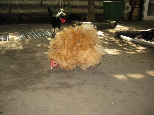 Yes...that's a chicken.