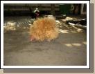 Yes...that's a chicken.