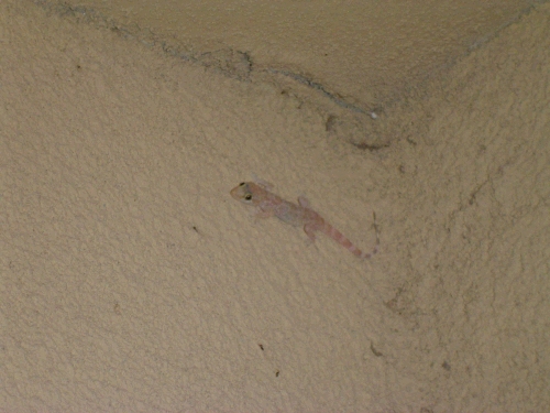 A white gecko.