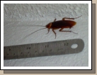 Cockroach in the Balboa Apt.   Yuck....