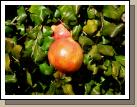You can even grow pomegranates -- too cool!