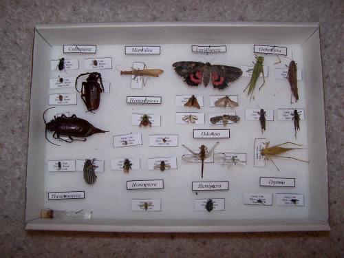 Ta Da!  They were all caught by Elliot or family members except for the two big beetles that our neighbor caught in his yard and was willing to donate to the cause!